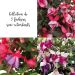 Collection 3 Fuchsias semi-retombants BELLA ® 