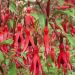 Fuchsia vivace Riccartonii