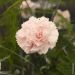 Oeillet anglais ‘Widecombe Fair’, oeillet mignardise ou Dianthus plumarius