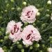 Oeillet anglais ‘Raspberry Sundae’, oeillet mignardise ou Dianthus plumarius