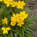 Coreopsis grandiflora ‘Mayfield Giant’ ou œil de jeune fille