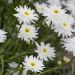 Leucanthemum maximum ‘Wirral Supreme’ ou Marguerite double à grandes fleurs