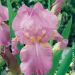Iris à grandes fleurs 'Amethyst Flame'