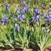 Iris à grandes fleurs 'Blue Shimmer'