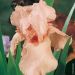 Iris à grandes fleurs 'One Desire'