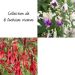 Collection de 6 Fuchsias vivaces