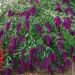 Arbre aux papillons nain, Buddleia nain ou Buddleja davidii 'Nanho Purple'