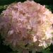 Hortensia ou Hydrangea macrophylla YOU & ME ® Inspire