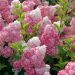 Hortensia paniculé ou Hydrangea paniculata VANILLE FRAISE ® Renhy