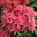 Hortensia ou Hydrangea macrophylla YOU & ME ® Princess Diana 'H213'