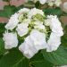 Hortensia ou Hydrangea macrophylla Wedding Gown cov