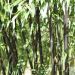 Bambou Phyllostachys nigra 