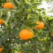Mandarinier satsuma ou Citrus unshiu