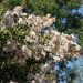 Lagerstroemia INDIYA CHARMS ® NEIGE D'ETE ® ou lilas des Indes blanc