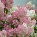 Hortensia paniculé ou Hydrangea paniculata SUNDAE FRAISE ® Rensun