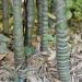 Bambou Phyllostachys aurea