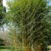 Bambou Phyllostachys aureosulcata Aureocaulis