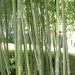 Bambou Phyllostachys aurea Flavescens Inversa  