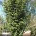 Bambou Pseudosasa amabilis Tenuis