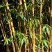 Bambou Phyllostachys bambusoides Castillonis