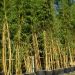 Bambou Phyllostachys bambusoides Holochrysa 