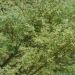 Erable du Japon ou Acer palmatum 'Butterfly'