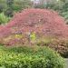 Erable du Japon ou Acer palmatum ssp. dissectum 'Crimson Queen'