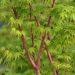 Erable du Japon ou Acer palmatum 'Sango Kaku'