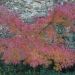Erable du Japon ou Acer palmatum 'Seiryu'