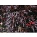 Erable du Japon ou Acer palmatum 'Trompenburg'