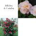 Collection de 2 camélias ou Camellia japonica