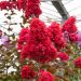 Lagerstroemia indica DYNAMITE ‘Whit II’ ou Lilas des Indes rouge 