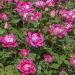 Rosier Pink Double KNOCK OUT ® Radtkopink