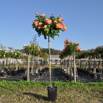 Rosier tige en pot de 6L