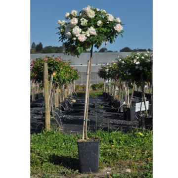 Rosier demi-tige en pot de 6L