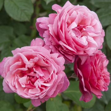 Rosier Tige LINE RENAUD ® Meiclusif
