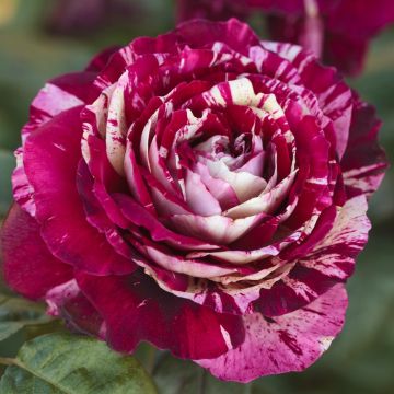 Rosier Tige JULIO IGLESIAS ® Meistemon