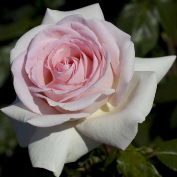 Rosier Tige PRINCE JARDINIER ® Meitroni