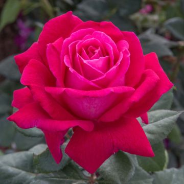 Rosier ELEGANCE Française ® Meithatie