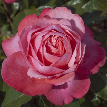 Rosier DRAKKAR ® Meikolyma