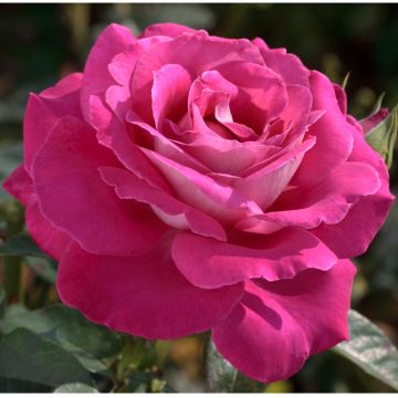 Rosier BARONNE Ed. de ROTHSCHILD ® Meigriso