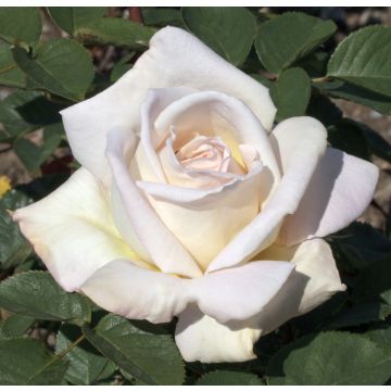 Rosier Tige JARDINS DE BAGATELLE ® Meimafris