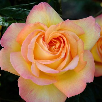 Rosier Tige Mme A. Meilland