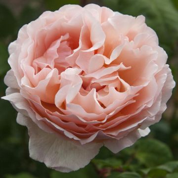 Rosier PRINCESSE CHARLENE DE MONACO ® Meidysouk
