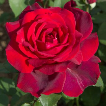 Rosier Jubilé PAPA MEILLAND ® Meiceazar