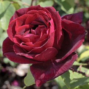 Rosier Grimpant PAPA MEILLAND ® Meisarsar