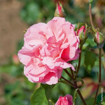 Rosier Queen Elisabeth