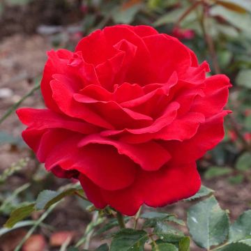 Rosier VICTOR HUGO ® Meivestal