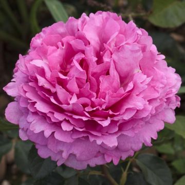 Rosier YVES PIAGET ® Meivildo