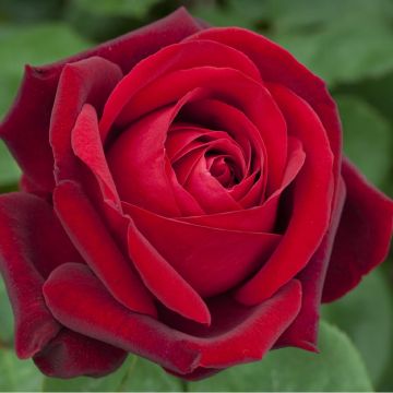 Rosier Tige EDITH PIAF ® Meiramboys
